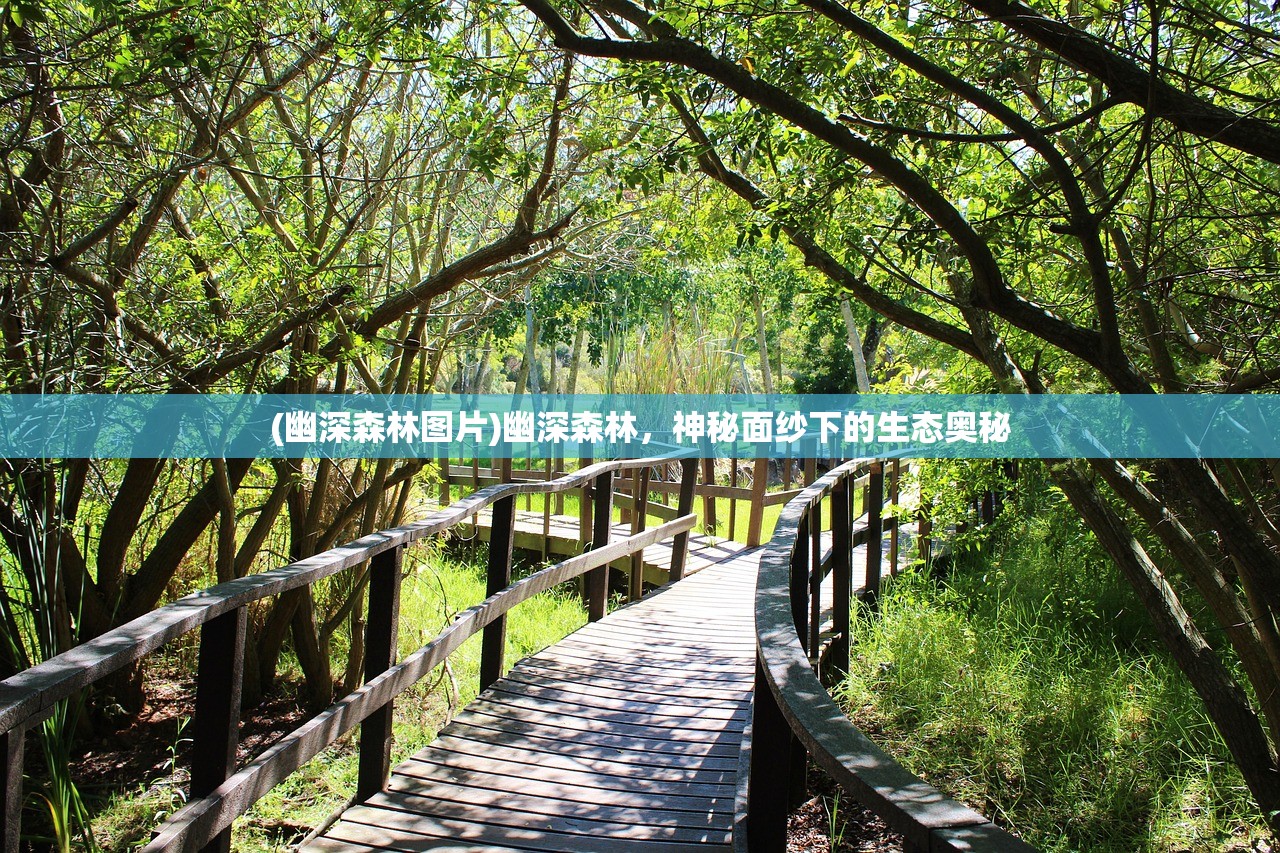 (幽深森林图片)幽深森林，神秘面纱下的生态奥秘