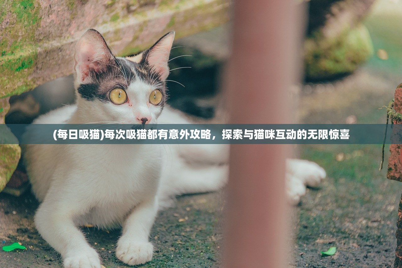 (每日吸猫)每次吸猫都有意外攻略，探索与猫咪互动的无限惊喜
