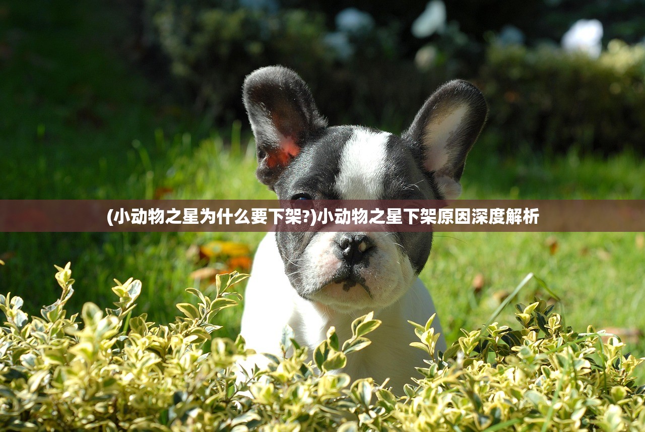 (小动物之星为什么要下架?)小动物之星下架原因深度解析