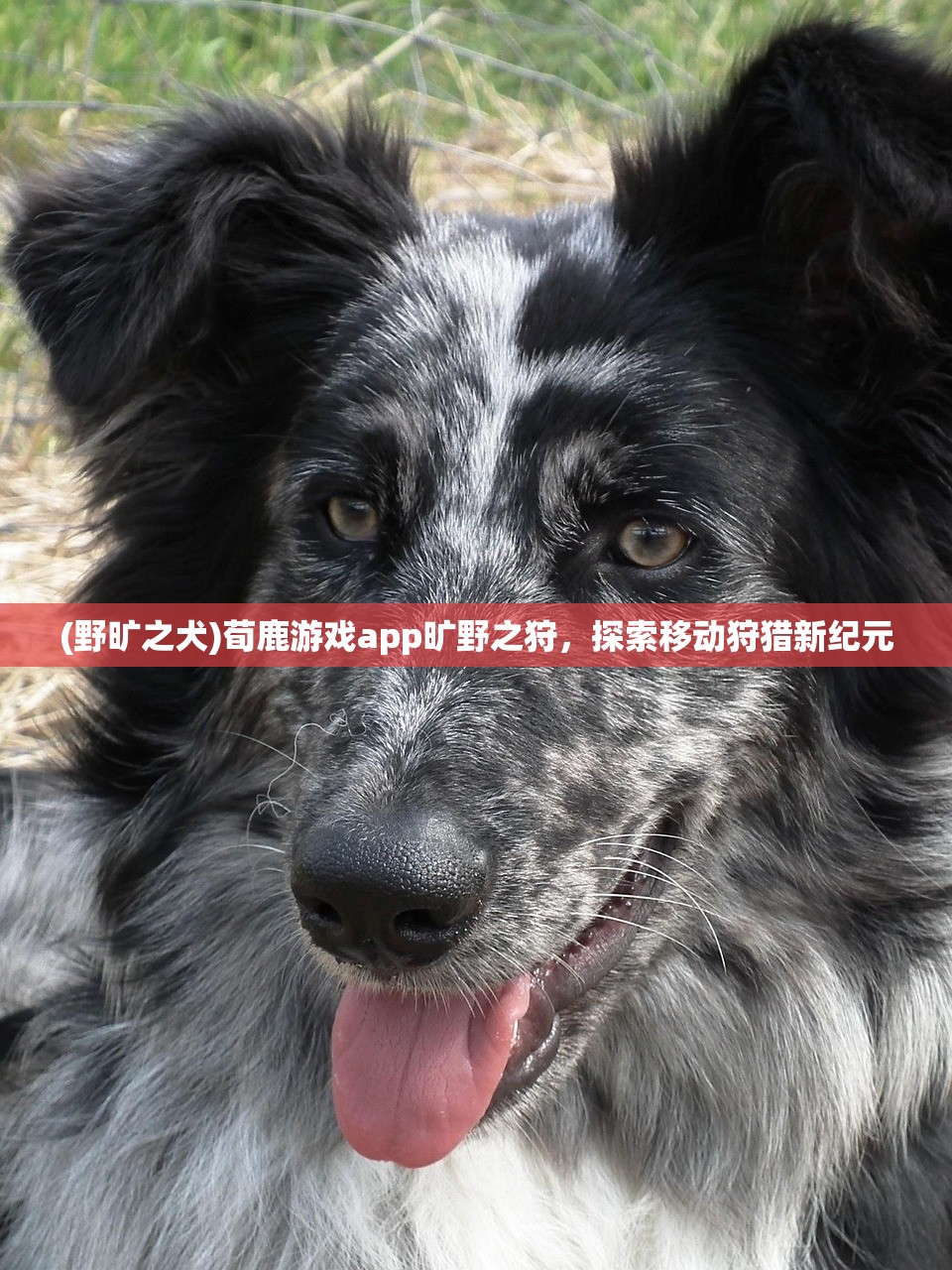 (野旷之犬)荀鹿游戏app旷野之狩，探索移动狩猎新纪元