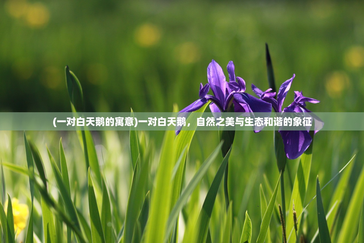 (一对白天鹅的寓意)一对白天鹅，自然之美与生态和谐的象征