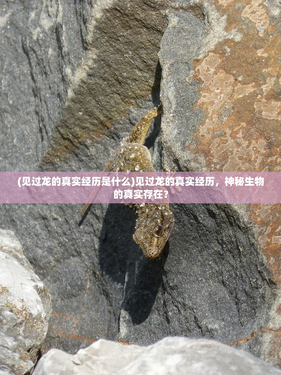 (见过龙的真实经历是什么)见过龙的真实经历，神秘生物的真实存在？