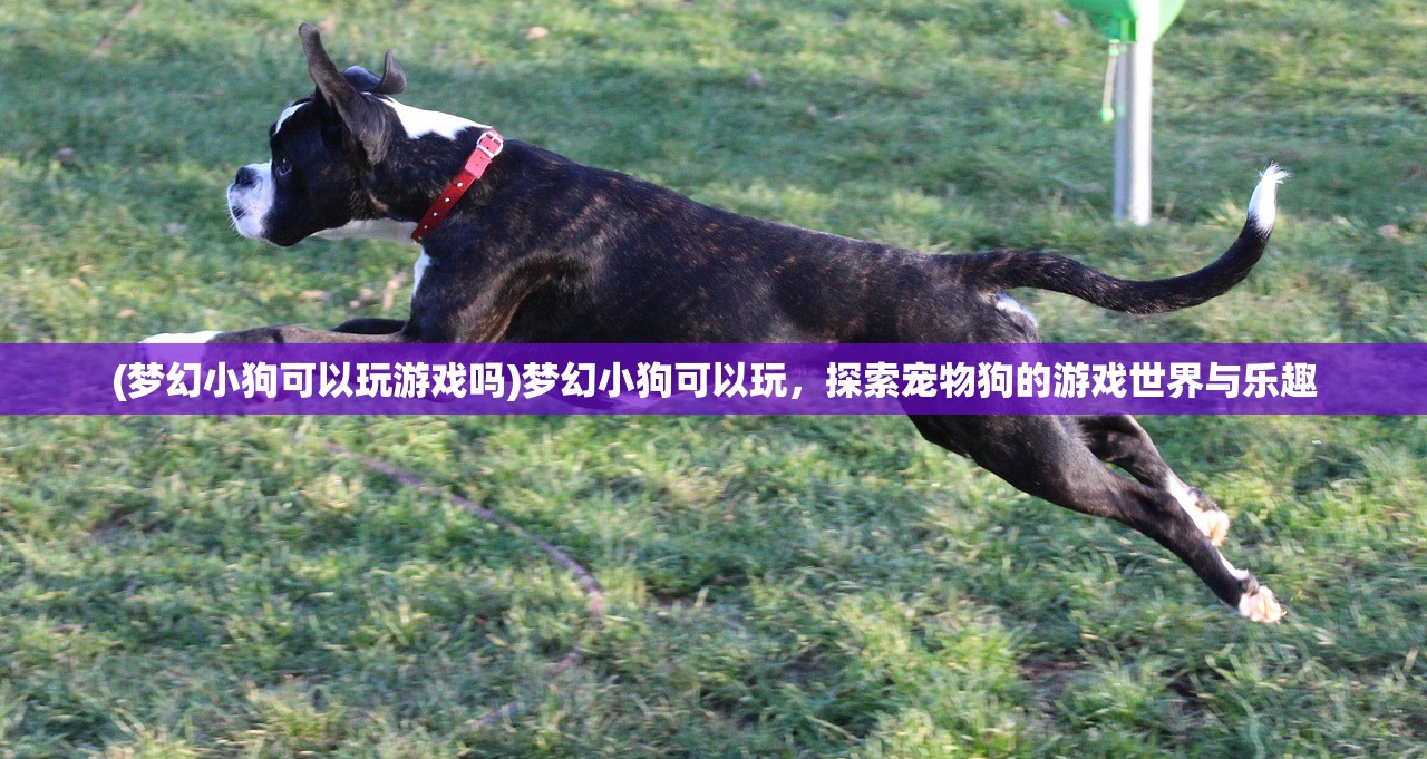 (梦幻小狗可以玩游戏吗)梦幻小狗可以玩，探索宠物狗的游戏世界与乐趣