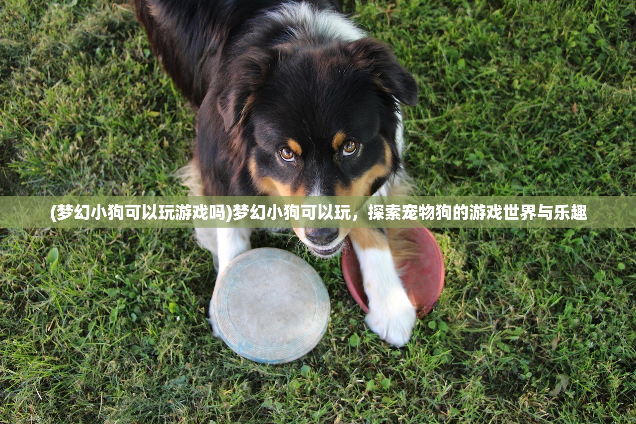 (梦幻小狗可以玩游戏吗)梦幻小狗可以玩，探索宠物狗的游戏世界与乐趣