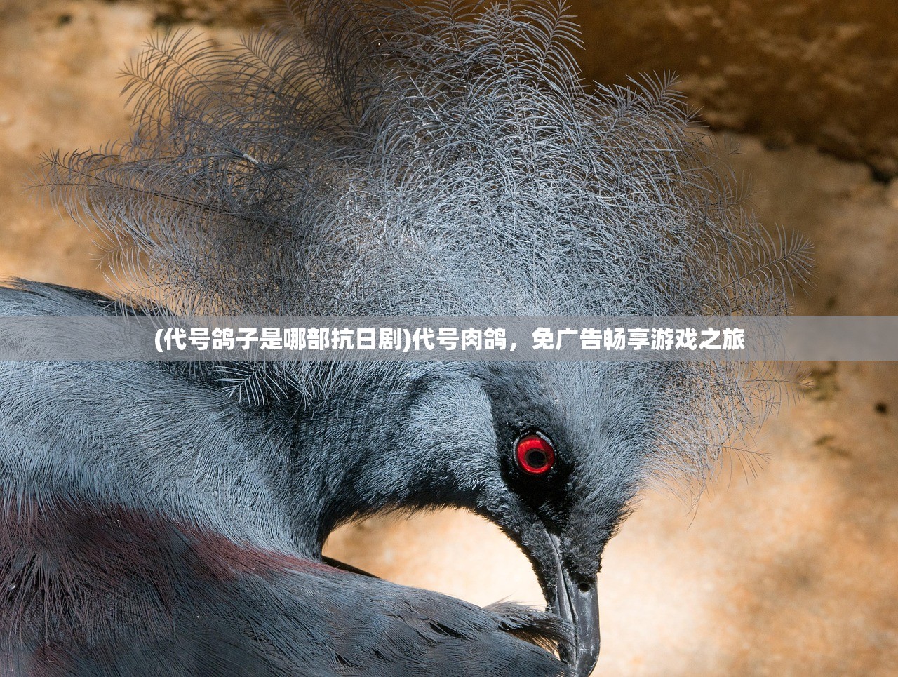 (代号鸽子是哪部抗日剧)代号肉鸽，免广告畅享游戏之旅