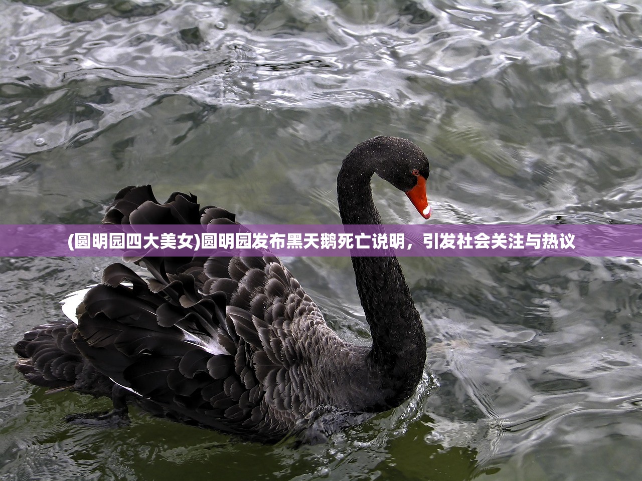 (圆明园四大美女)圆明园发布黑天鹅死亡说明，引发社会关注与热议