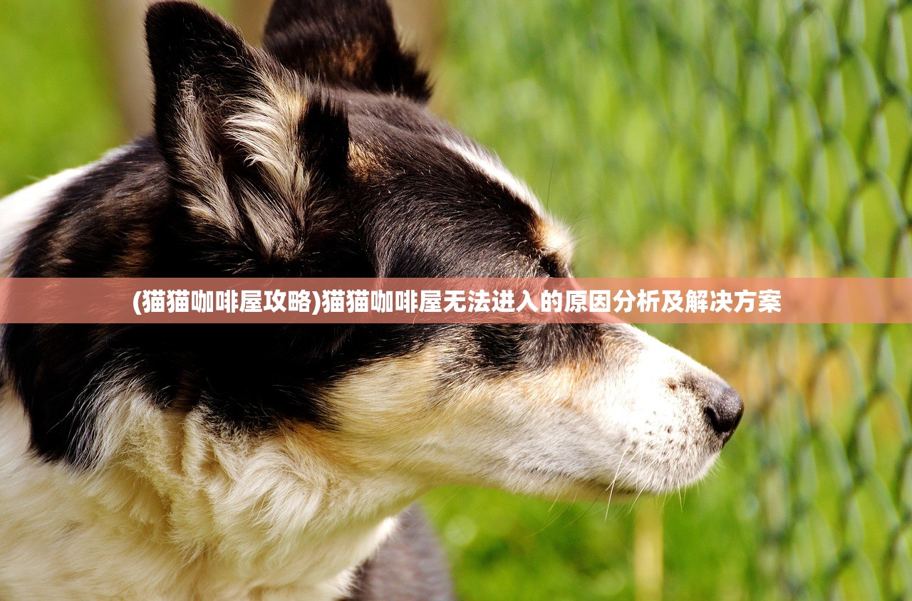 (猫猫咖啡屋攻略)猫猫咖啡屋无法进入的原因分析及解决方案