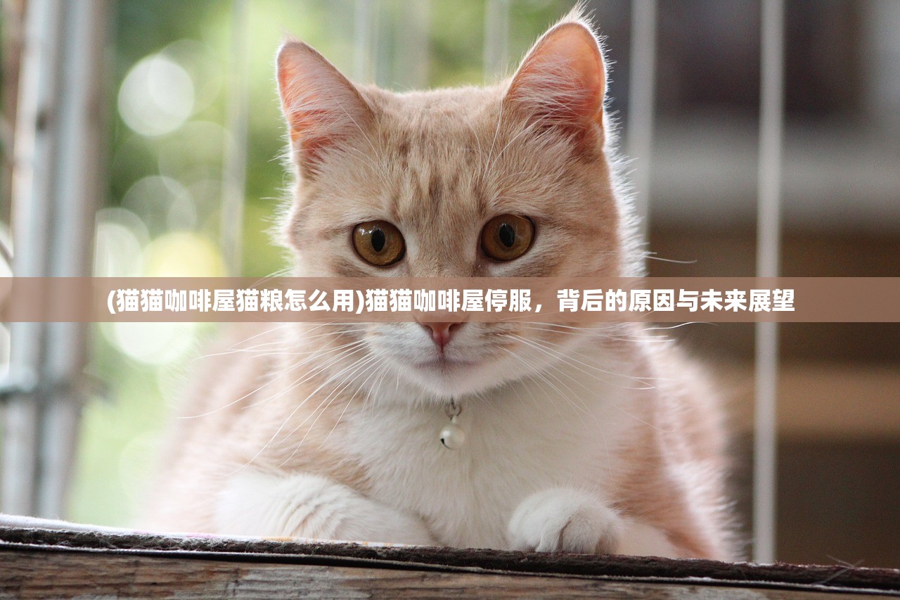 (猫猫咖啡屋猫粮怎么用)猫猫咖啡屋停服，背后的原因与未来展望