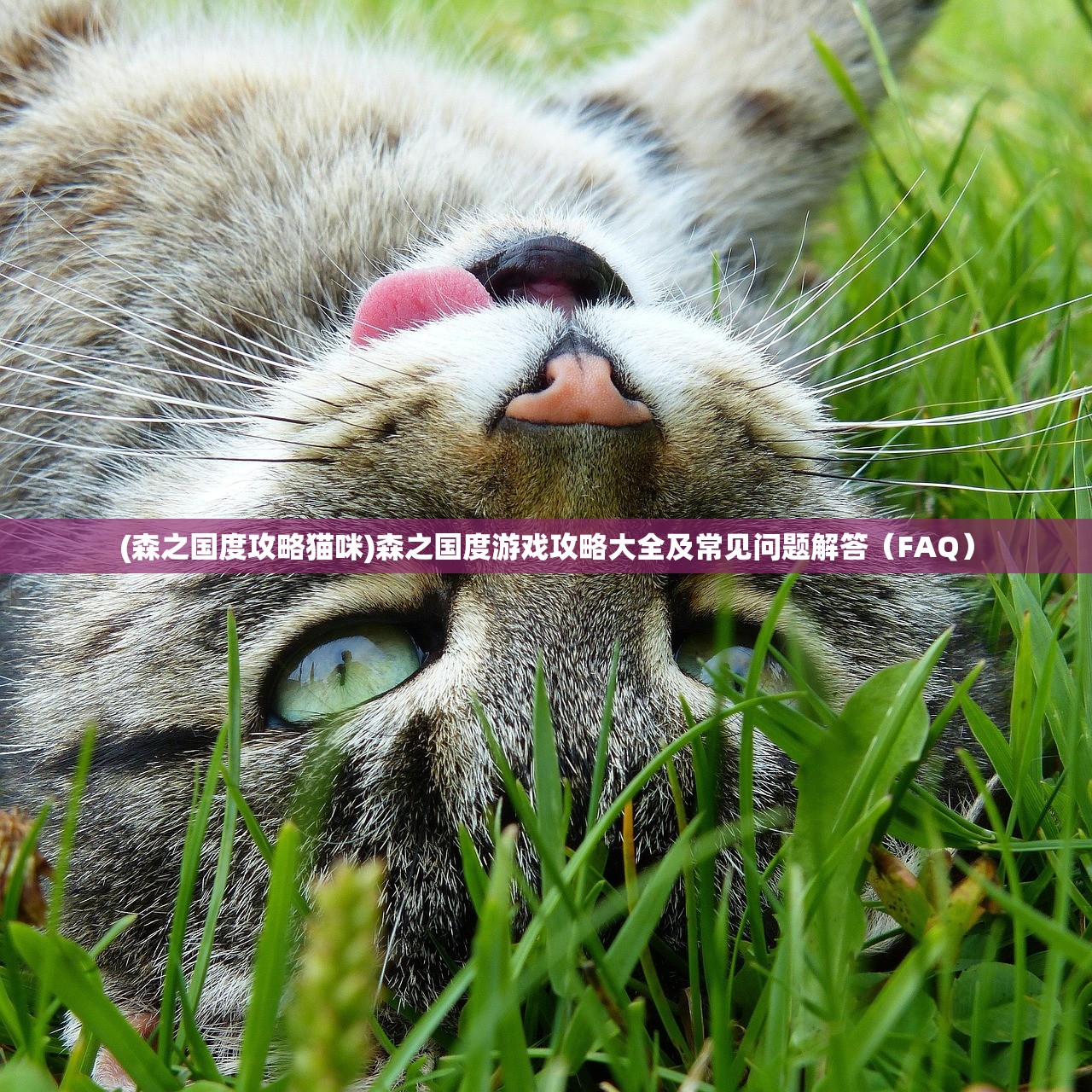 (森之国度攻略猫咪)森之国度游戏攻略大全及常见问题解答（FAQ）
