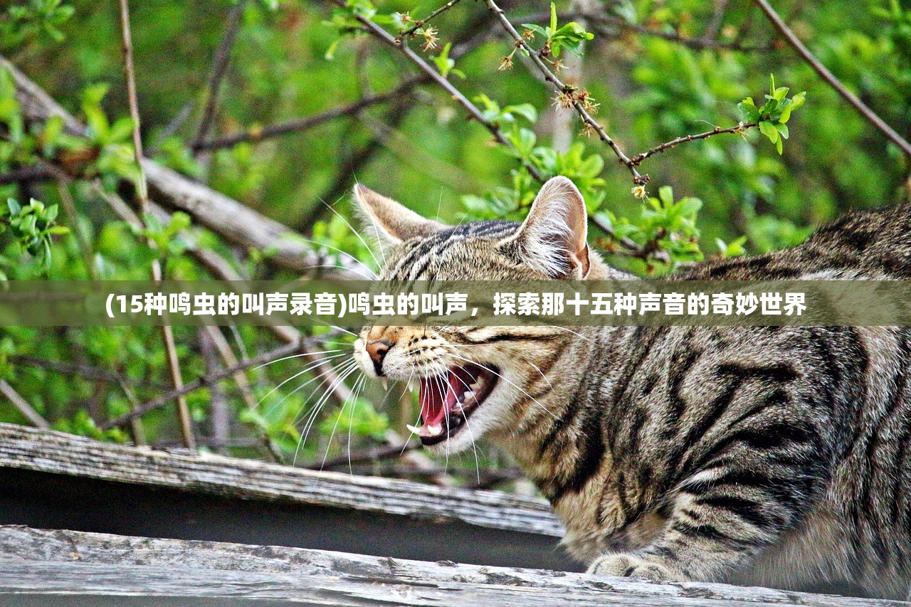 (15种鸣虫的叫声录音)鸣虫的叫声，探索那十五种声音的奇妙世界