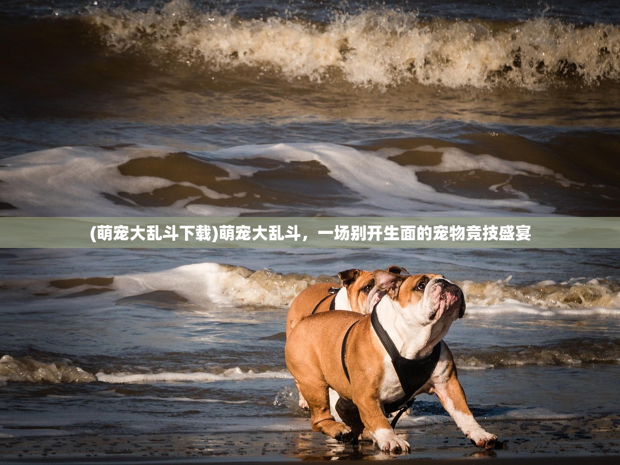 (萌宠大乱斗下载)萌宠大乱斗，一场别开生面的宠物竞技盛宴