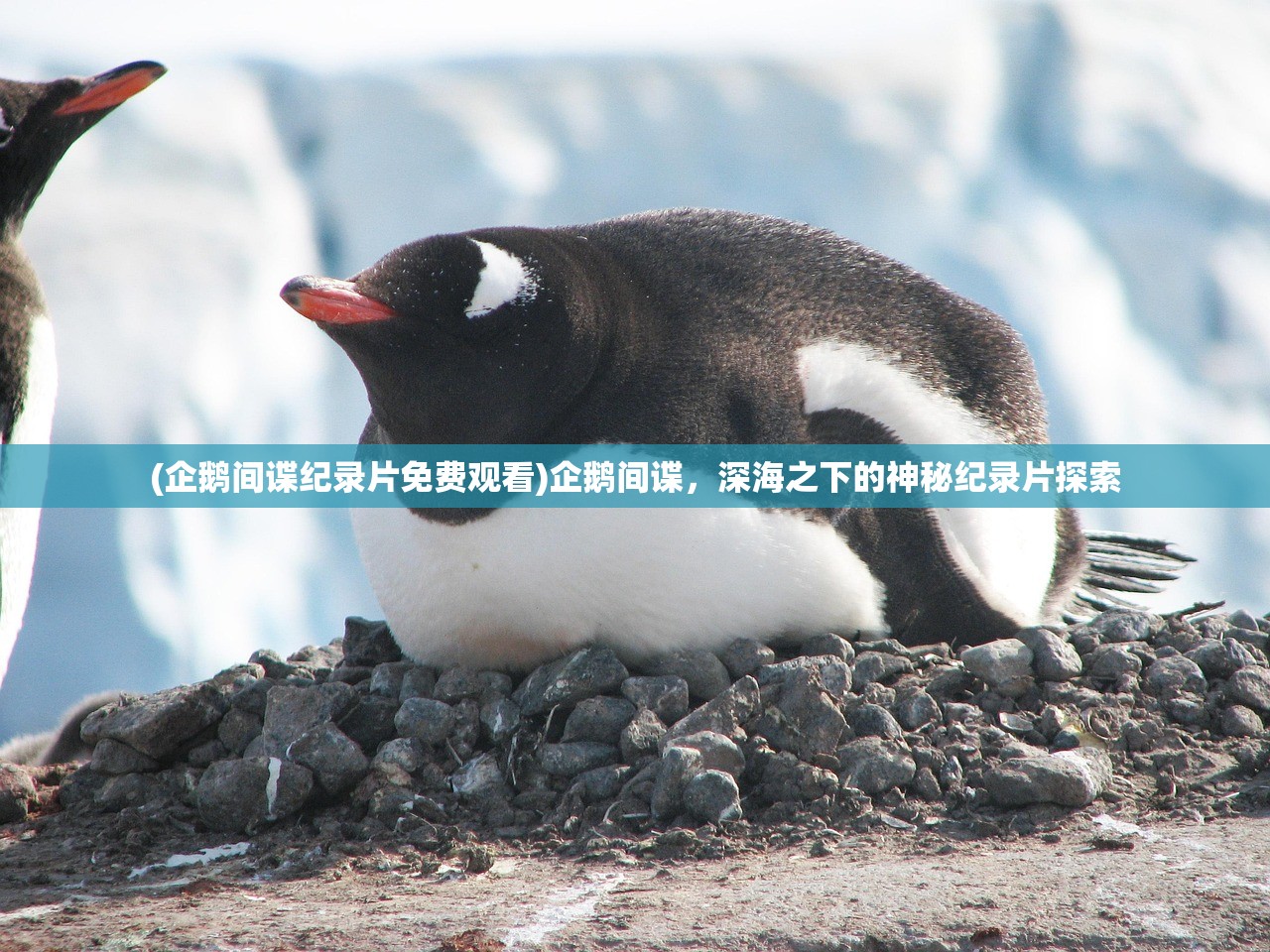 (企鹅间谍纪录片免费观看)企鹅间谍，深海之下的神秘纪录片探索