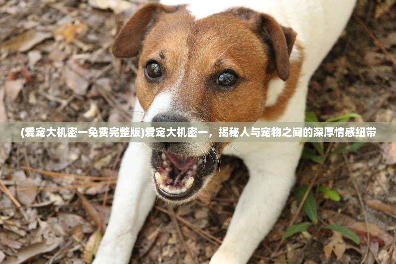 (爱宠大机密一免费完整版)爱宠大机密一，揭秘人与宠物之间的深厚情感纽带