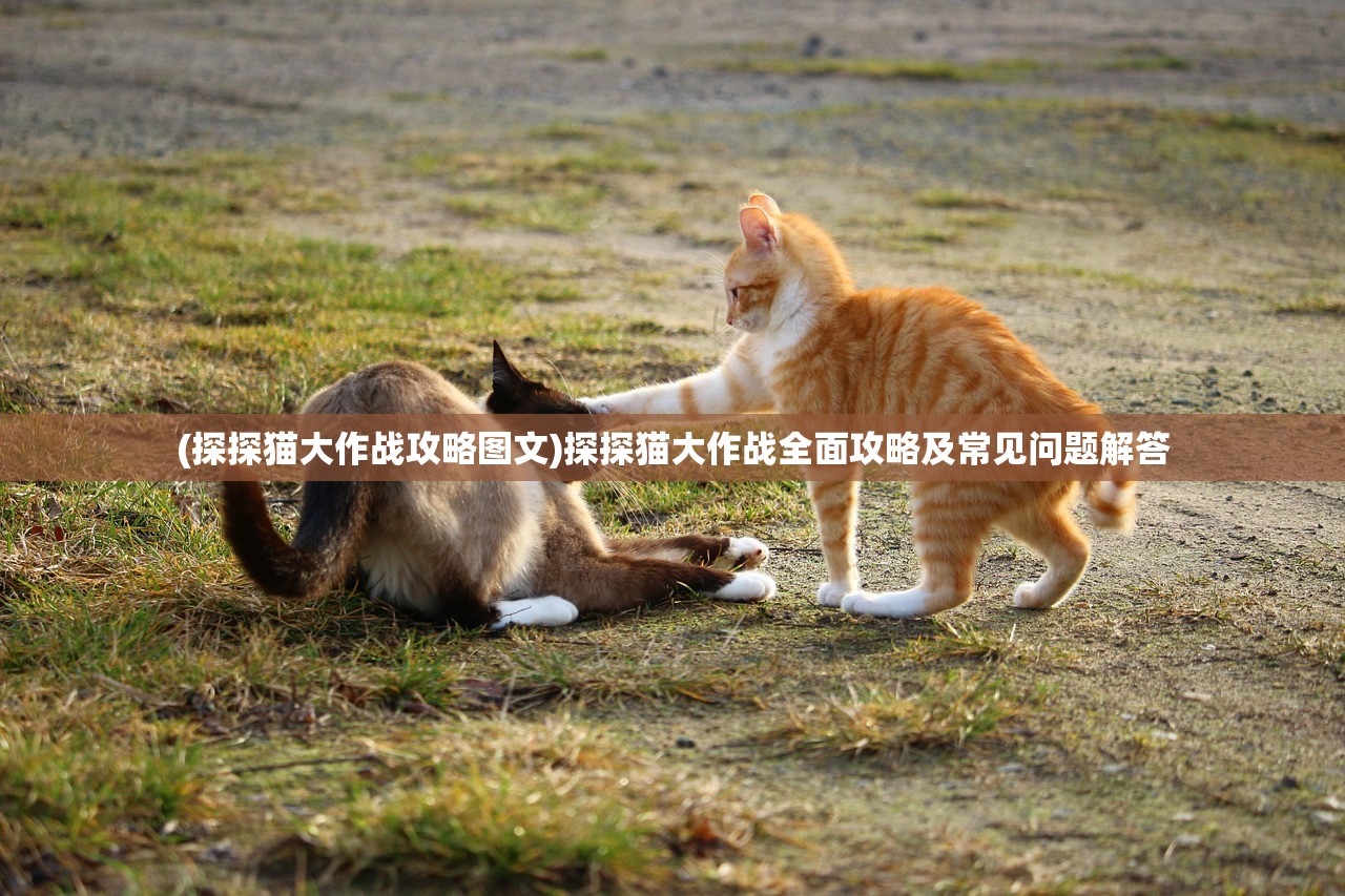 (探探猫大作战攻略图文)探探猫大作战全面攻略及常见问题解答