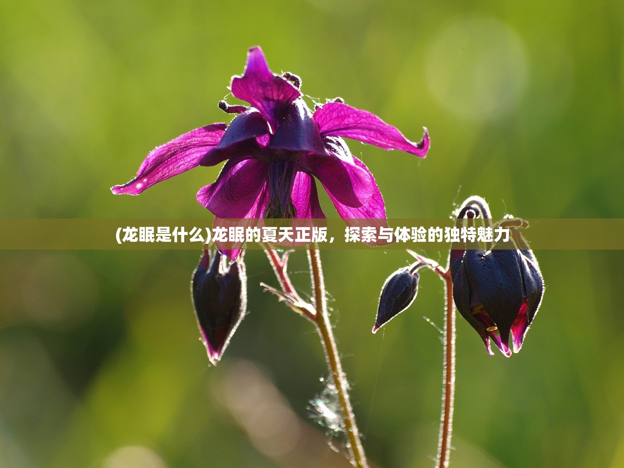 (烈焰裁决攻略英雄怎么选)烈焰裁决者为何被称为FFF？——名字背后的故事与解析