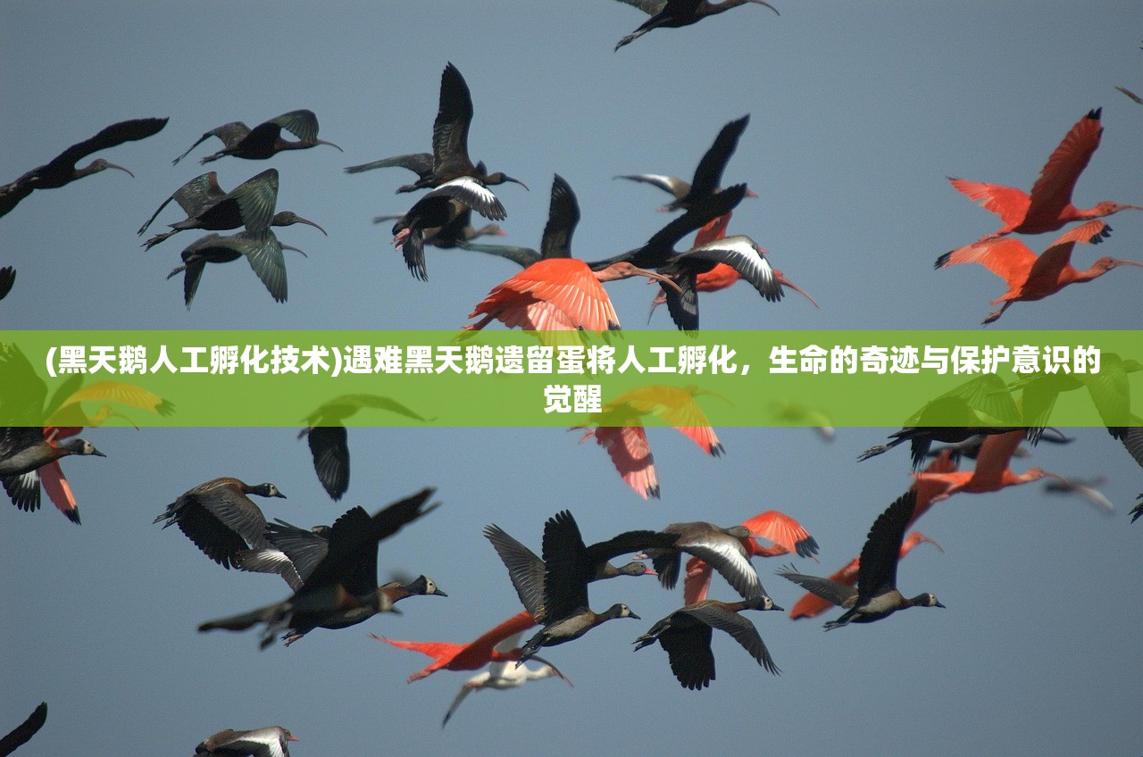 (黑天鹅人工孵化技术)遇难黑天鹅遗留蛋将人工孵化，生命的奇迹与保护意识的觉醒