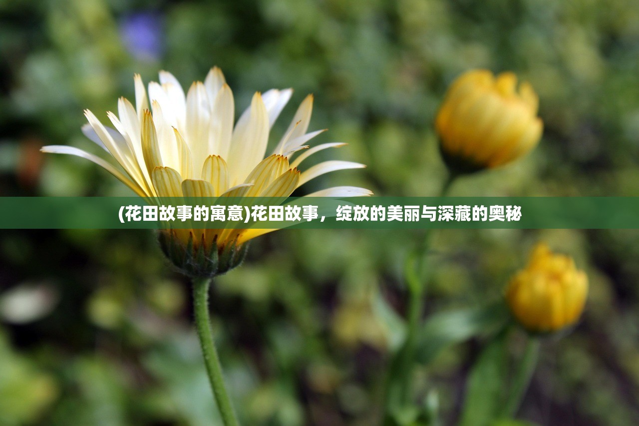 (花田故事的寓意)花田故事，绽放的美丽与深藏的奥秘