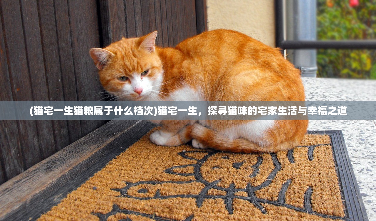(猫宅一生猫粮属于什么档次)猫宅一生，探寻猫咪的宅家生活与幸福之道