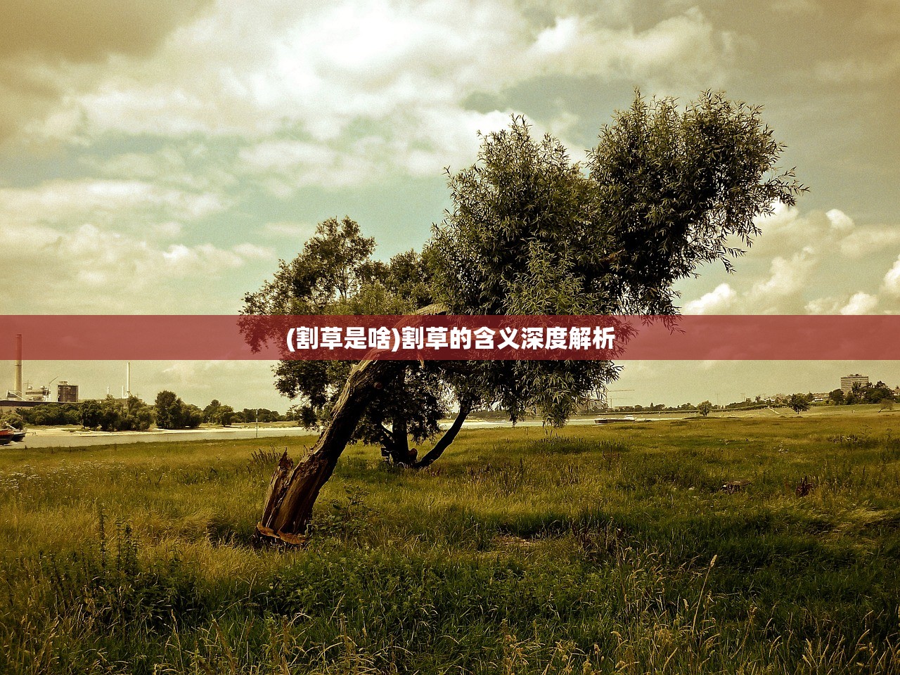 (割草是啥)割草的含义深度解析