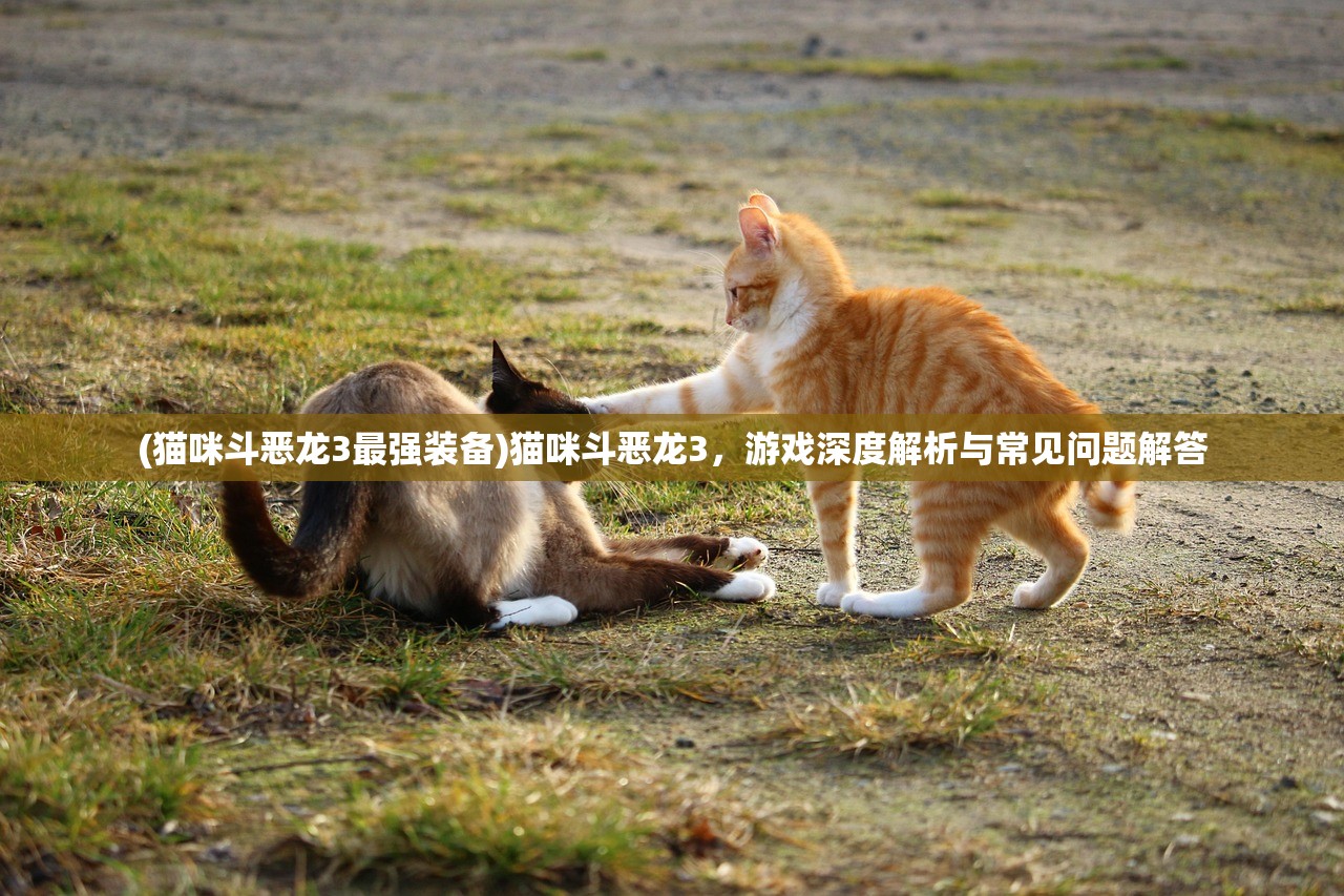(猫咪斗恶龙3最强装备)猫咪斗恶龙3，游戏深度解析与常见问题解答