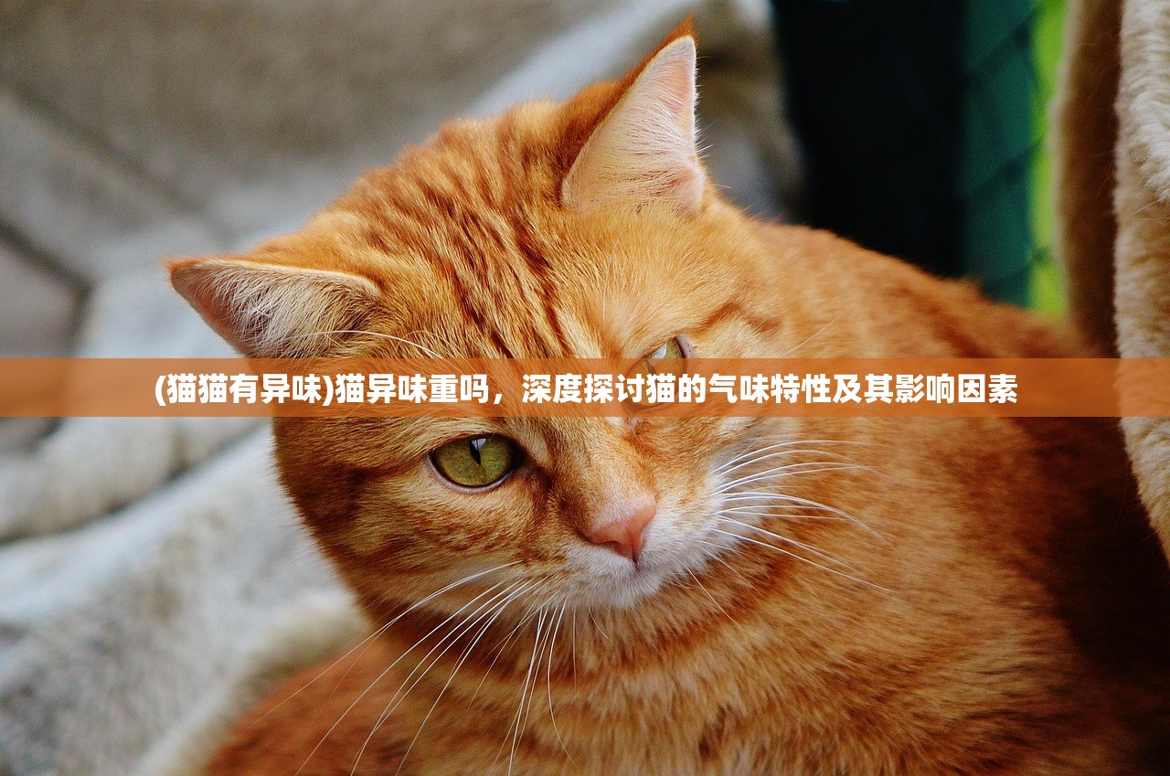 (猫猫有异味)猫异味重吗，深度探讨猫的气味特性及其影响因素