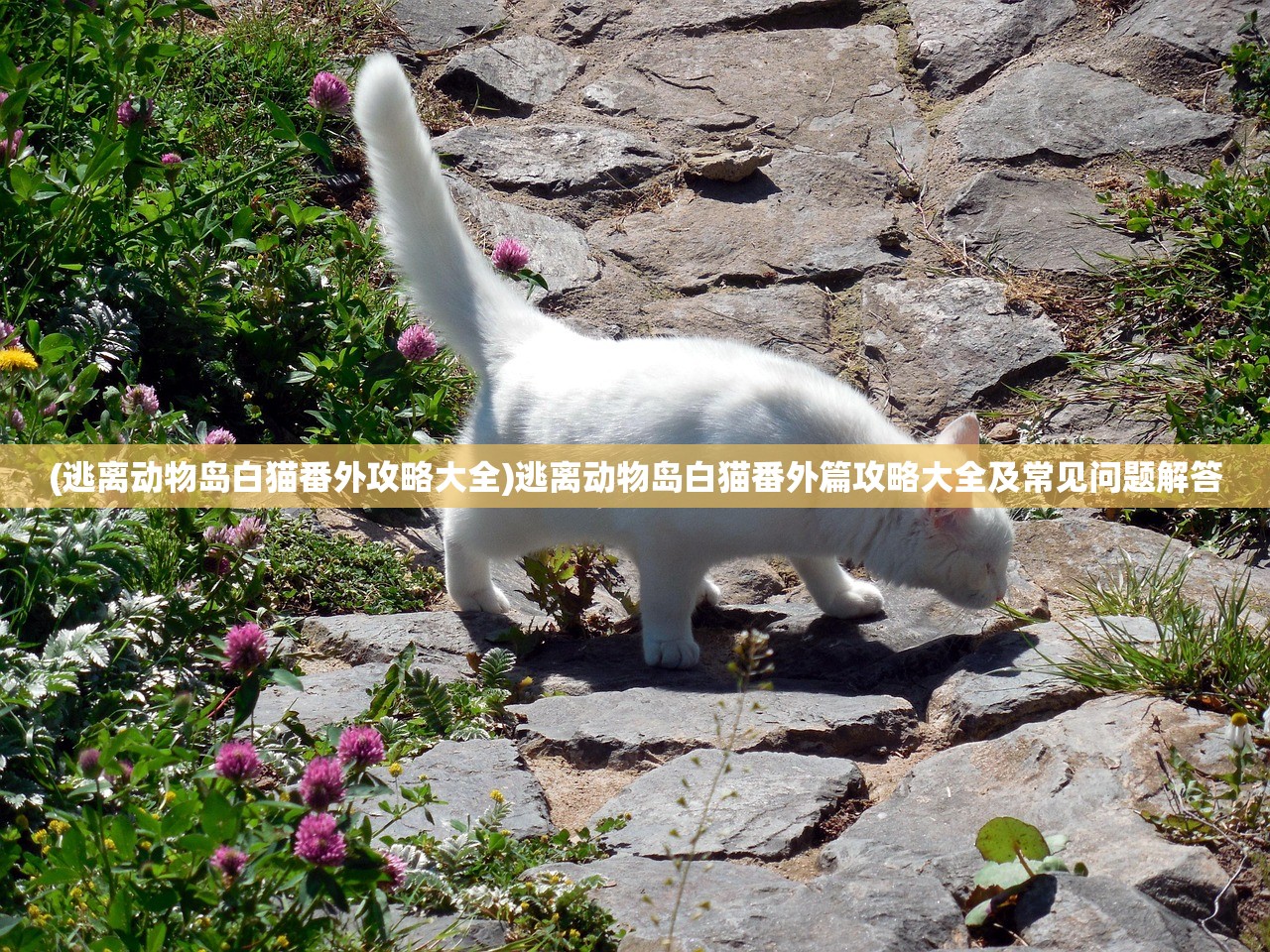 (逃离动物岛白猫番外攻略大全)逃离动物岛白猫番外篇攻略大全及常见问题解答