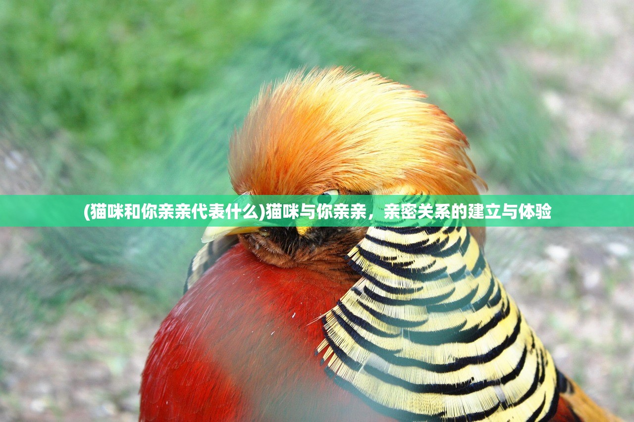 (猫咪和你亲亲代表什么)猫咪与你亲亲，亲密关系的建立与体验