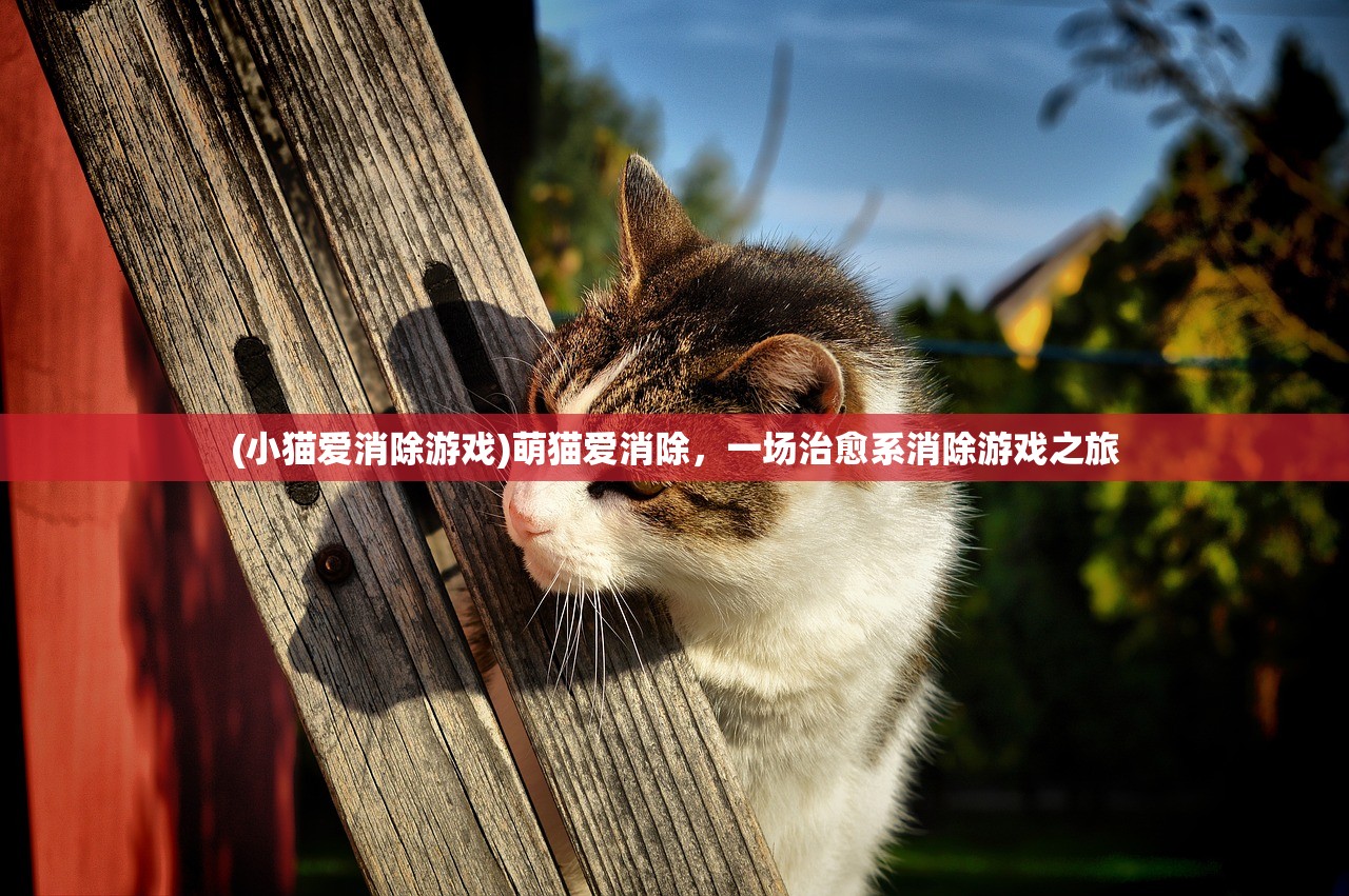 (小猫爱消除游戏)萌猫爱消除，一场治愈系消除游戏之旅