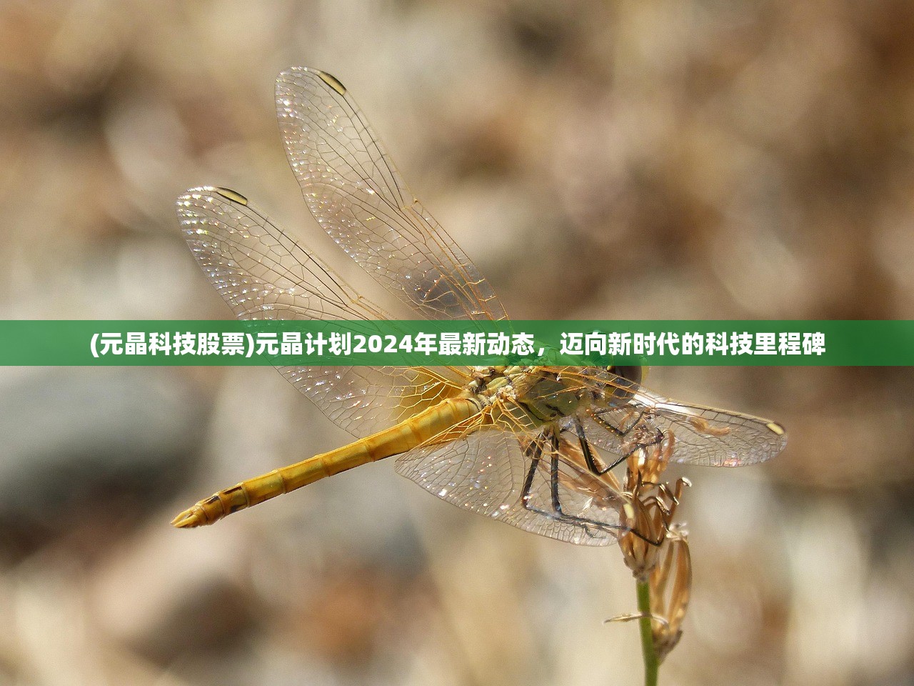 (元晶科技股票)元晶计划2024年最新动态，迈向新时代的科技里程碑