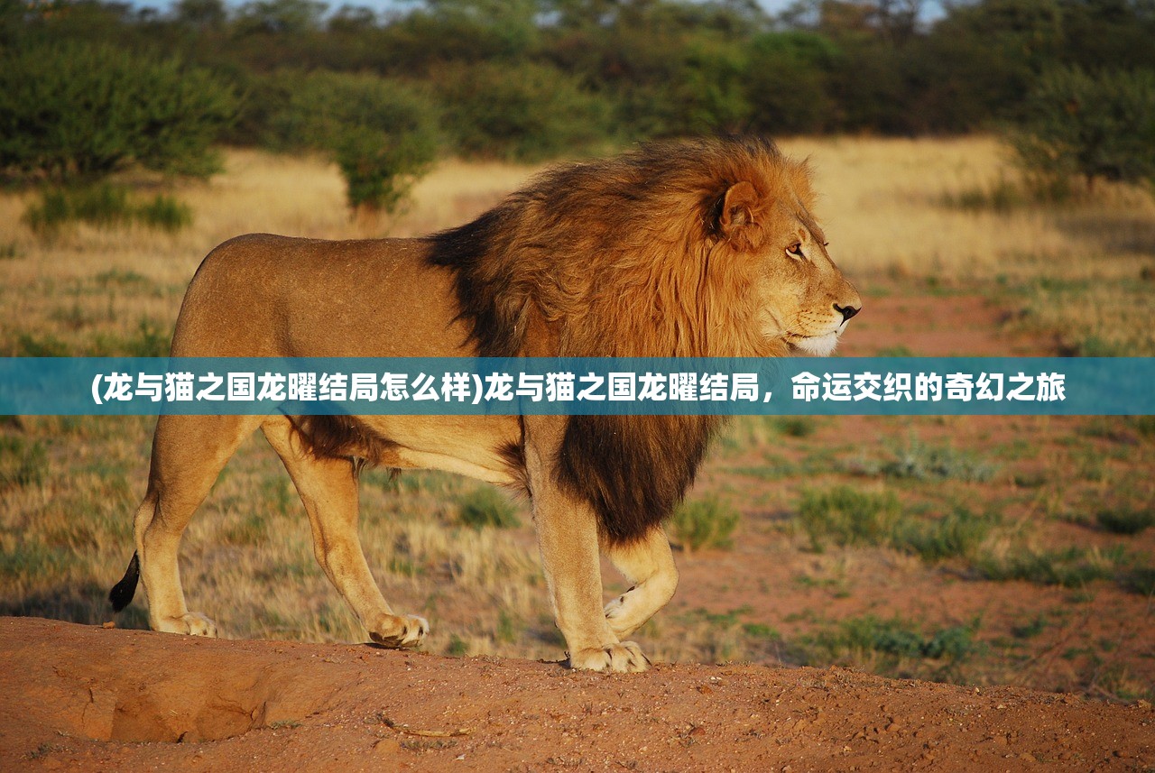 (龙与猫之国龙曜结局怎么样)龙与猫之国龙曜结局，命运交织的奇幻之旅