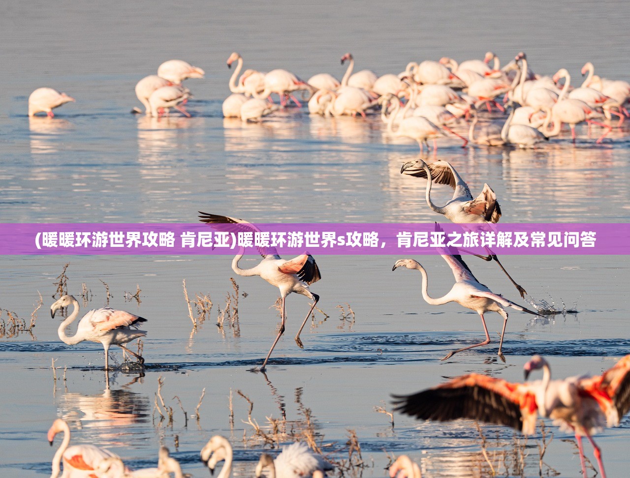 (暖暖环游世界攻略 肯尼亚)暖暖环游世界s攻略，肯尼亚之旅详解及常见问答