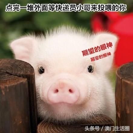 猪猪庄园iOS下载-猪猪庄园ios下载安装v.8.61