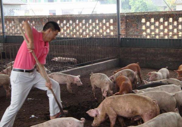 养猪致富新农村免广告国际版下载新版安装包-养猪致富新农村免广告下载中文版v.0.99